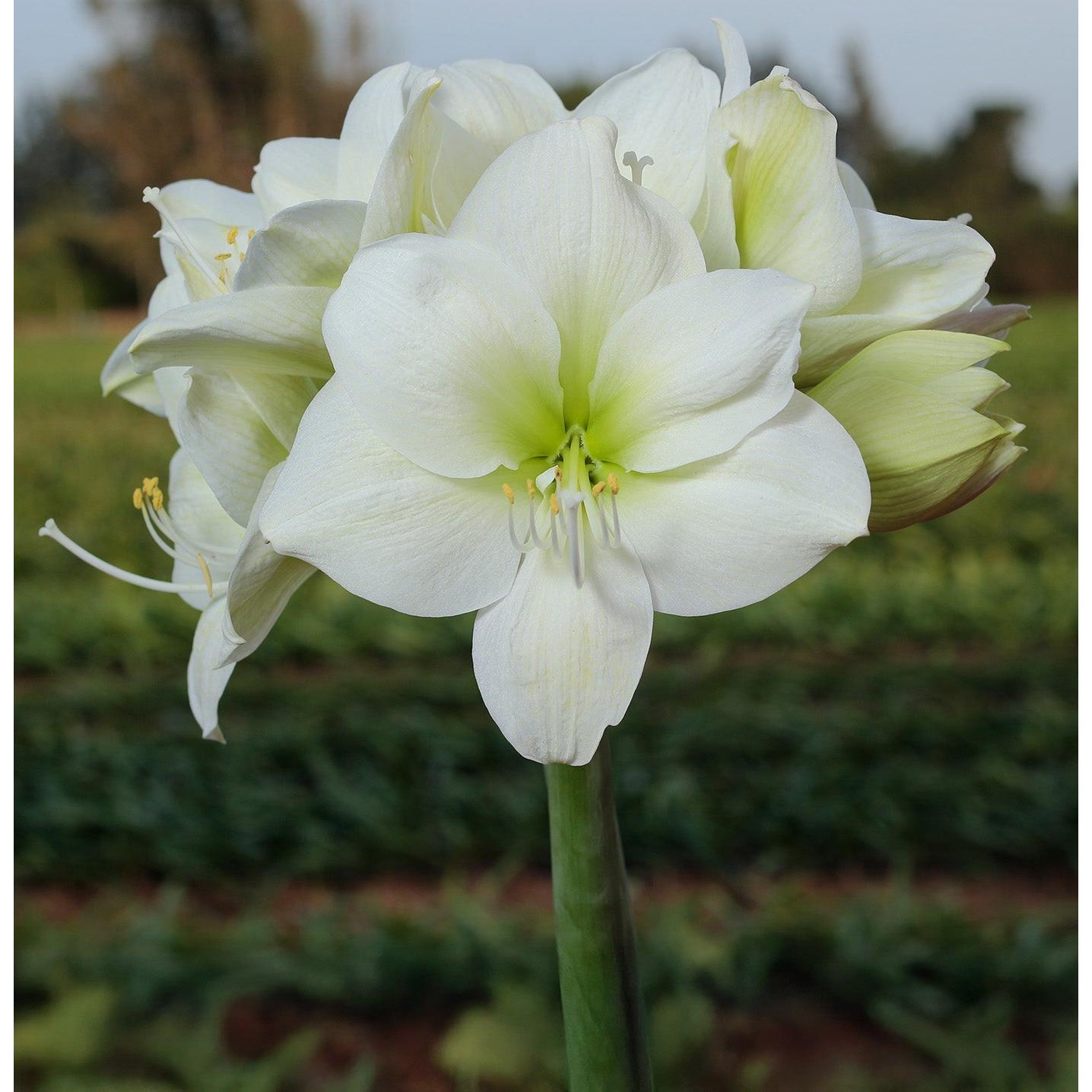 Siberia Amaryllis - 28-32 cm bulb