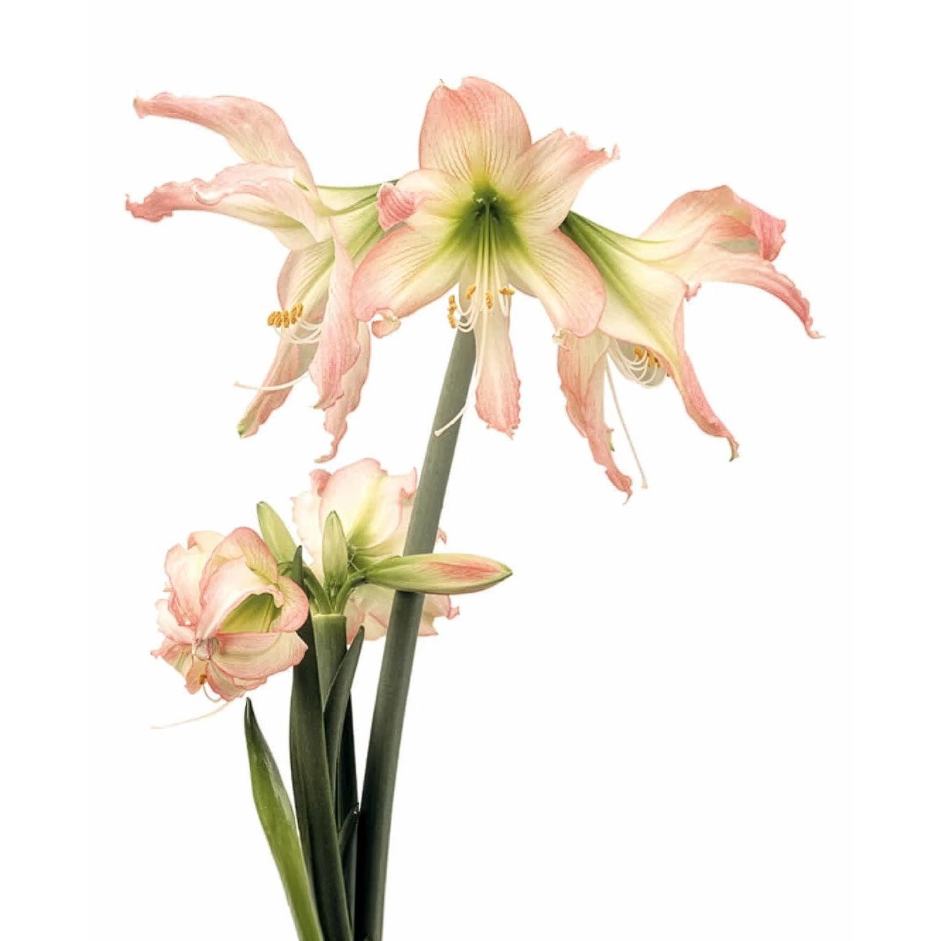 Thai Thai® Sonatini Amaryllis - 16-20 cm bulb