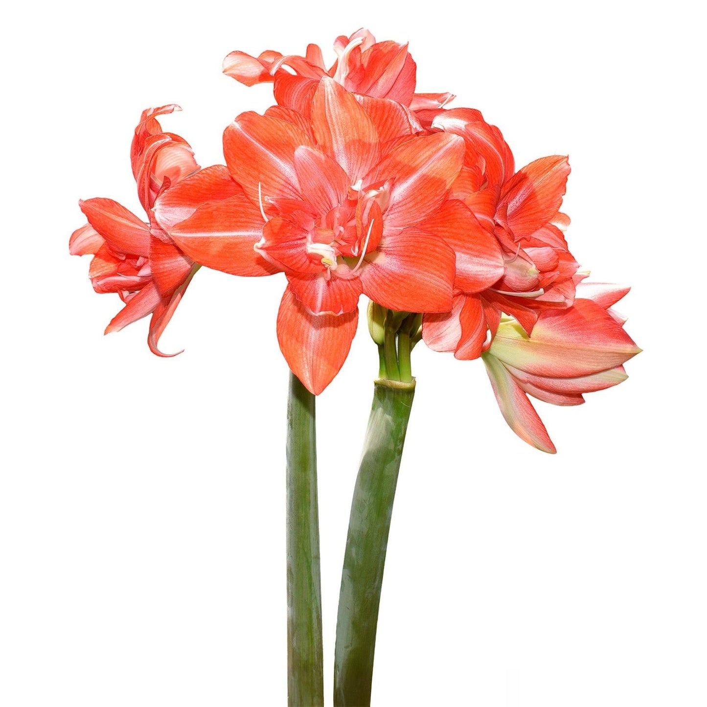 Tika Dream Amaryllis - 28-32 cm bulb