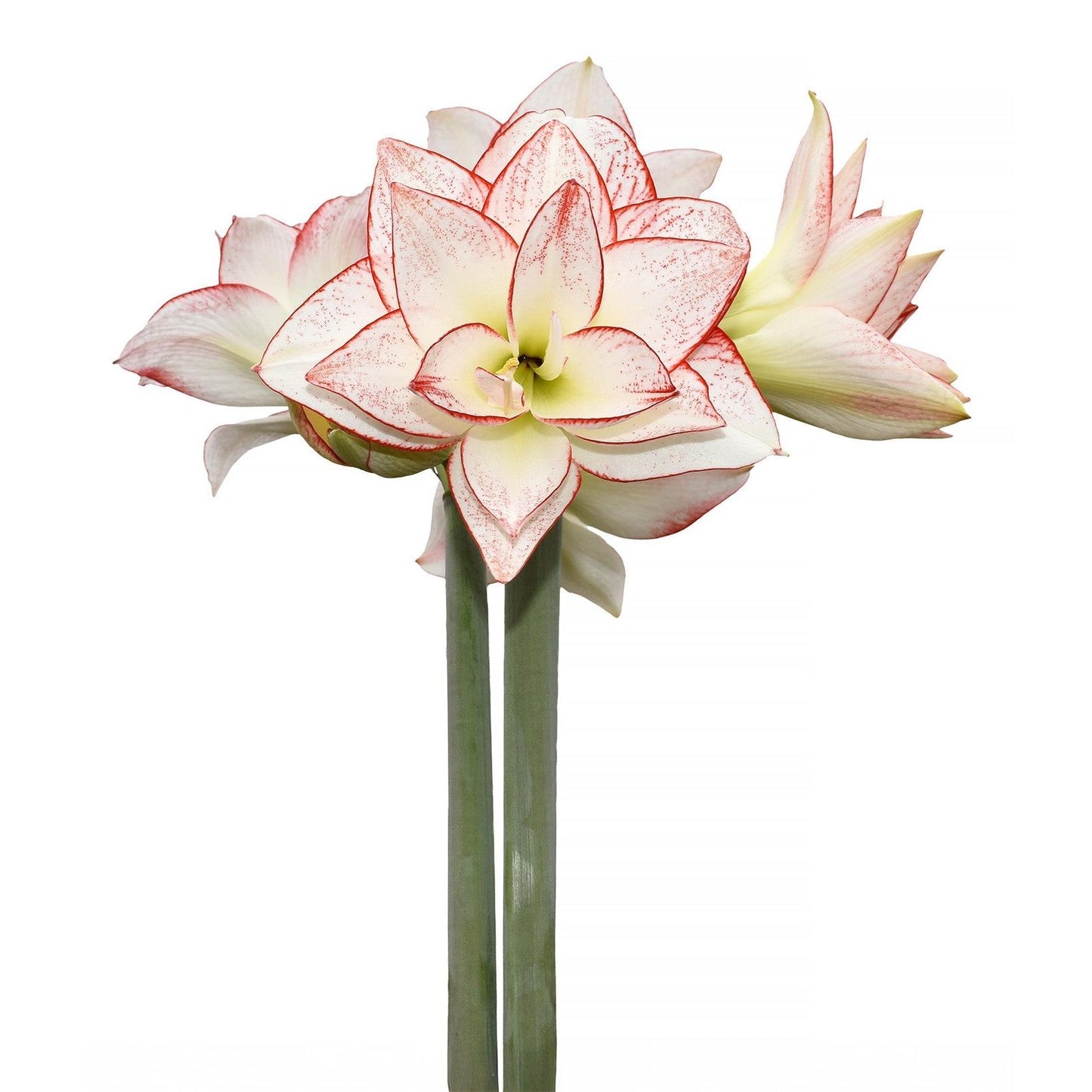 Tika Star Amaryllis - 28-32 cm bulb