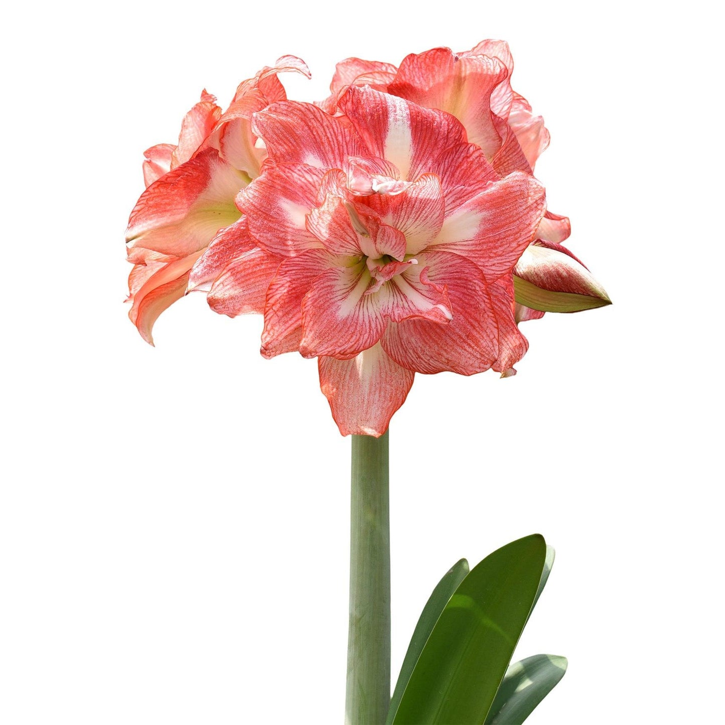 Tika Sunrise Amaryllis - 28-32 cm bulb