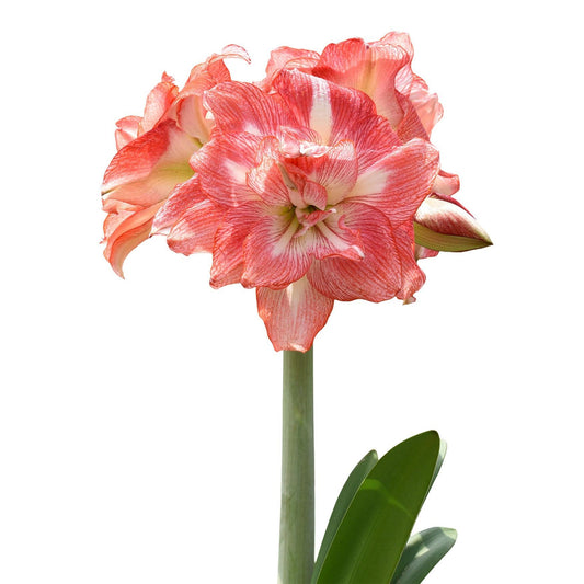Tika Sunrise Amaryllis - 28-32 cm bulb