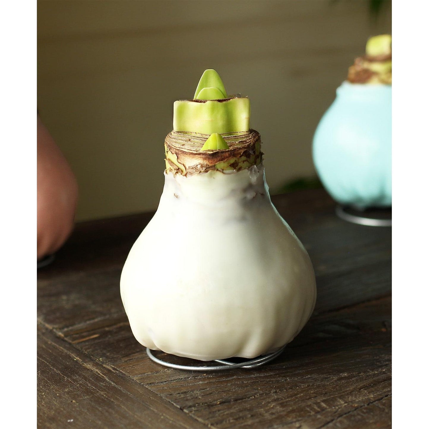 White Waxed Amaryllis Bulb with Red and White Striped Flower