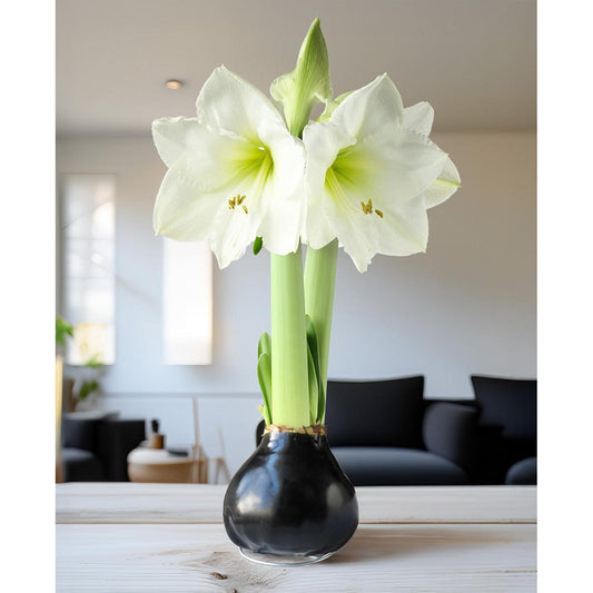 Black Waxed Amaryllis with White Flower