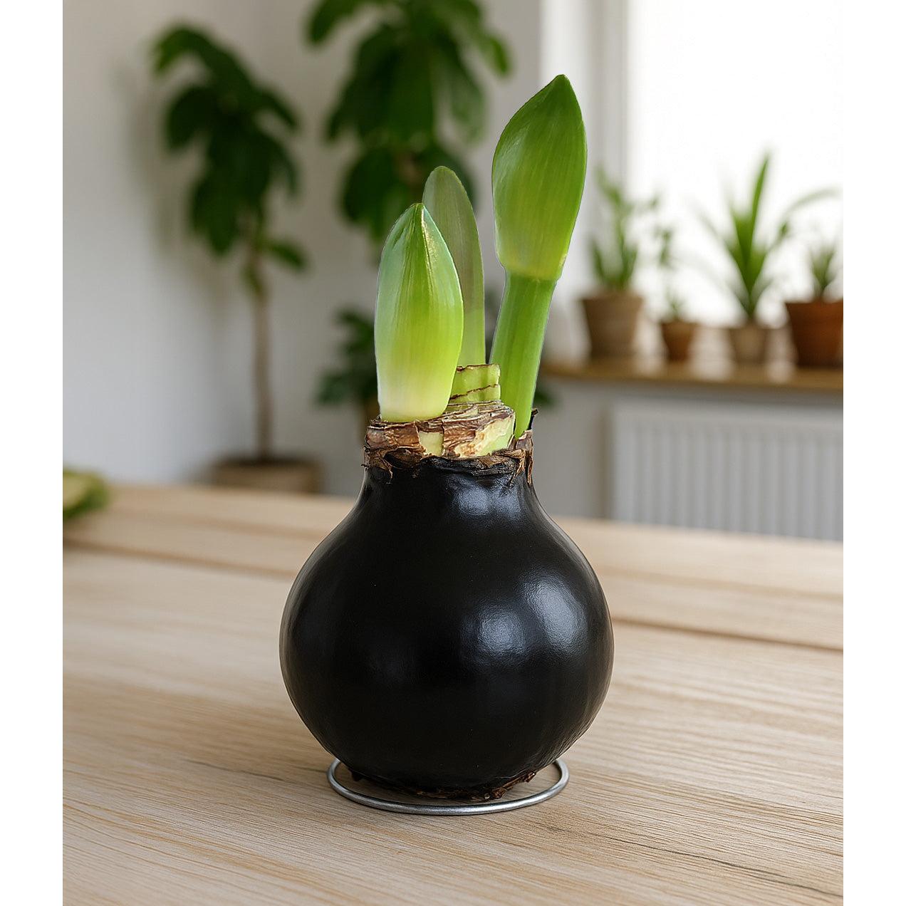 Black Waxed Amaryllis with Red Flower