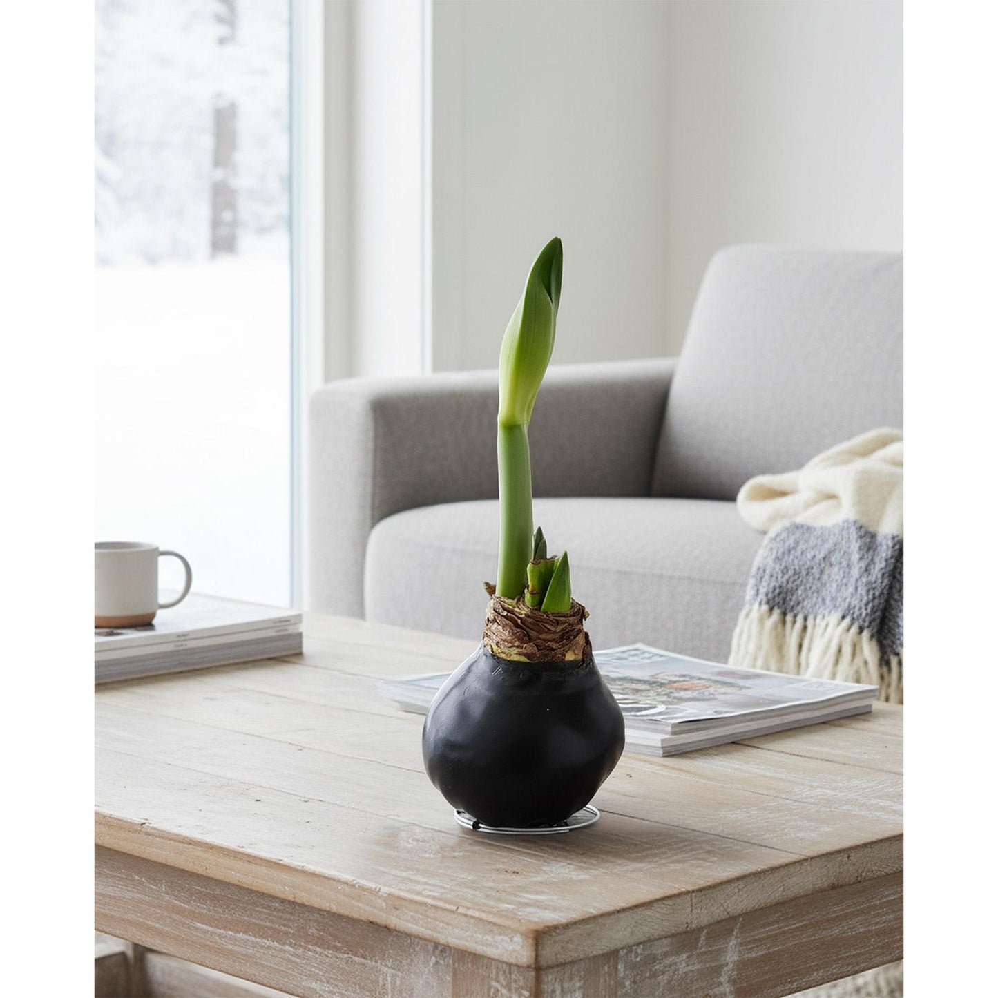 Black Waxed Amaryllis with Red Flower