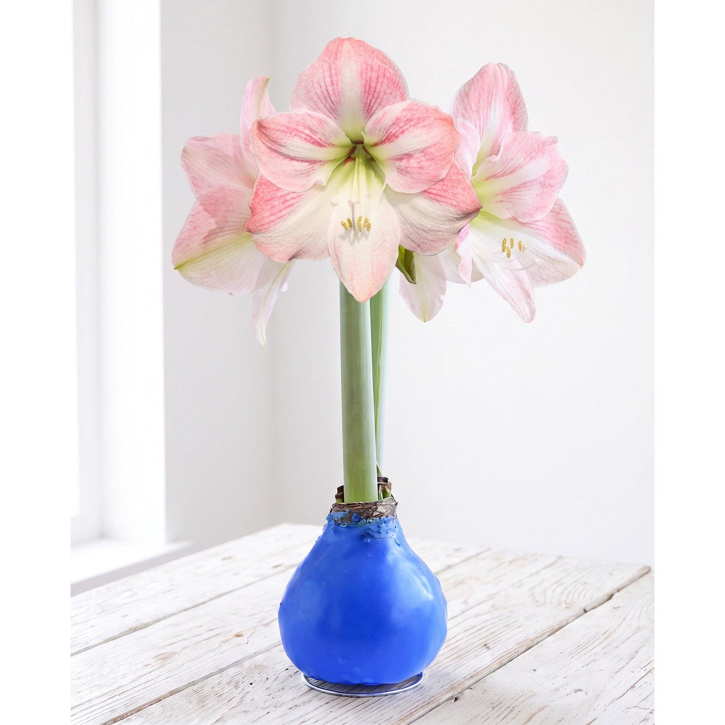 Blue Waxed Amaryllis with Pink Flower