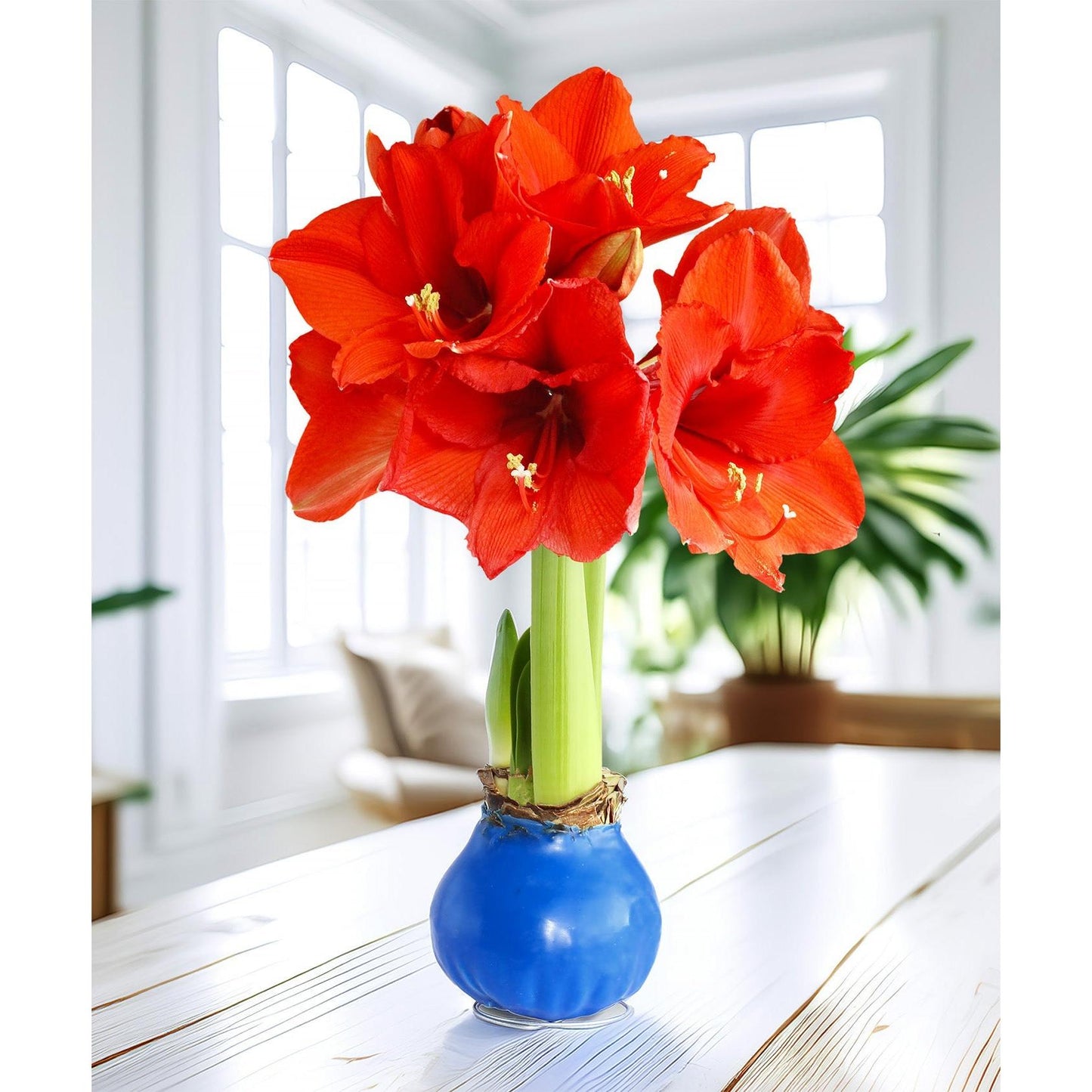 Blue Waxed Amaryllis with Red Flower