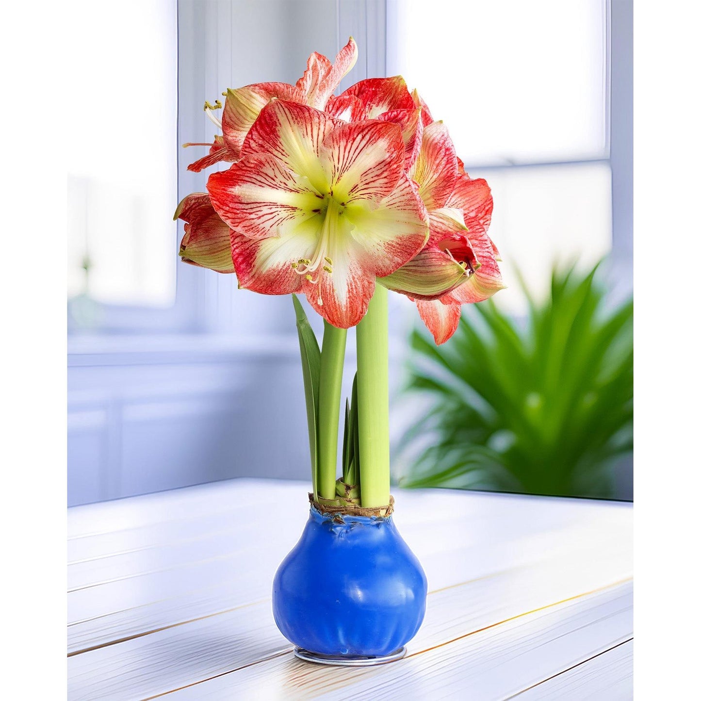 Blue Waxed Amaryllis with Red and White Striped Flower
