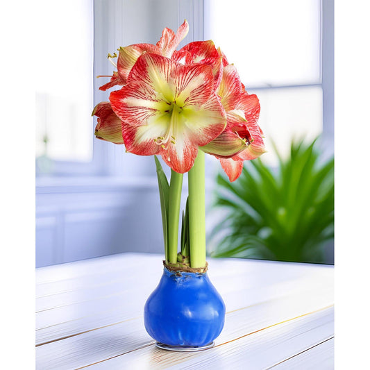 Blue Waxed Amaryllis with Red and White Striped Flower