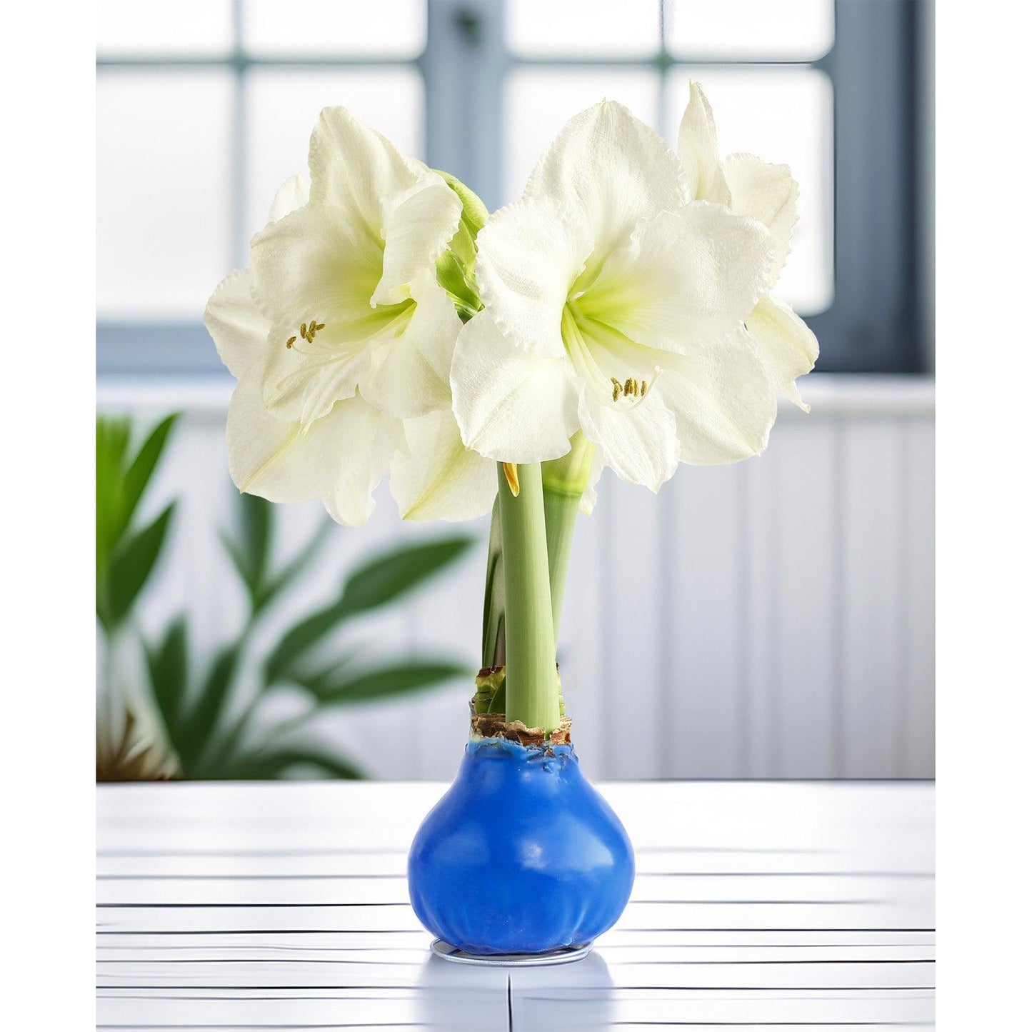 Blue Waxed Amaryllis with White Flower