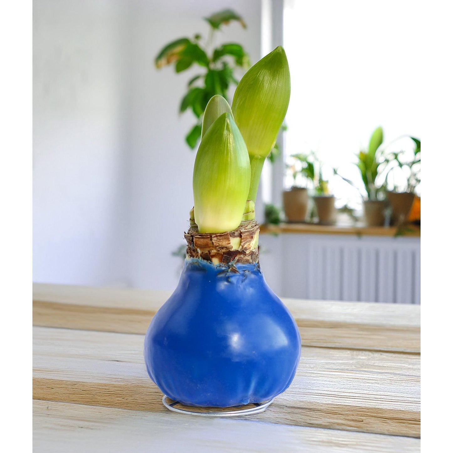 Blue Waxed Amaryllis with Red and White Striped Flower