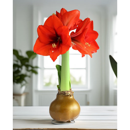 Gold Waxed Amaryllis with Red Flower