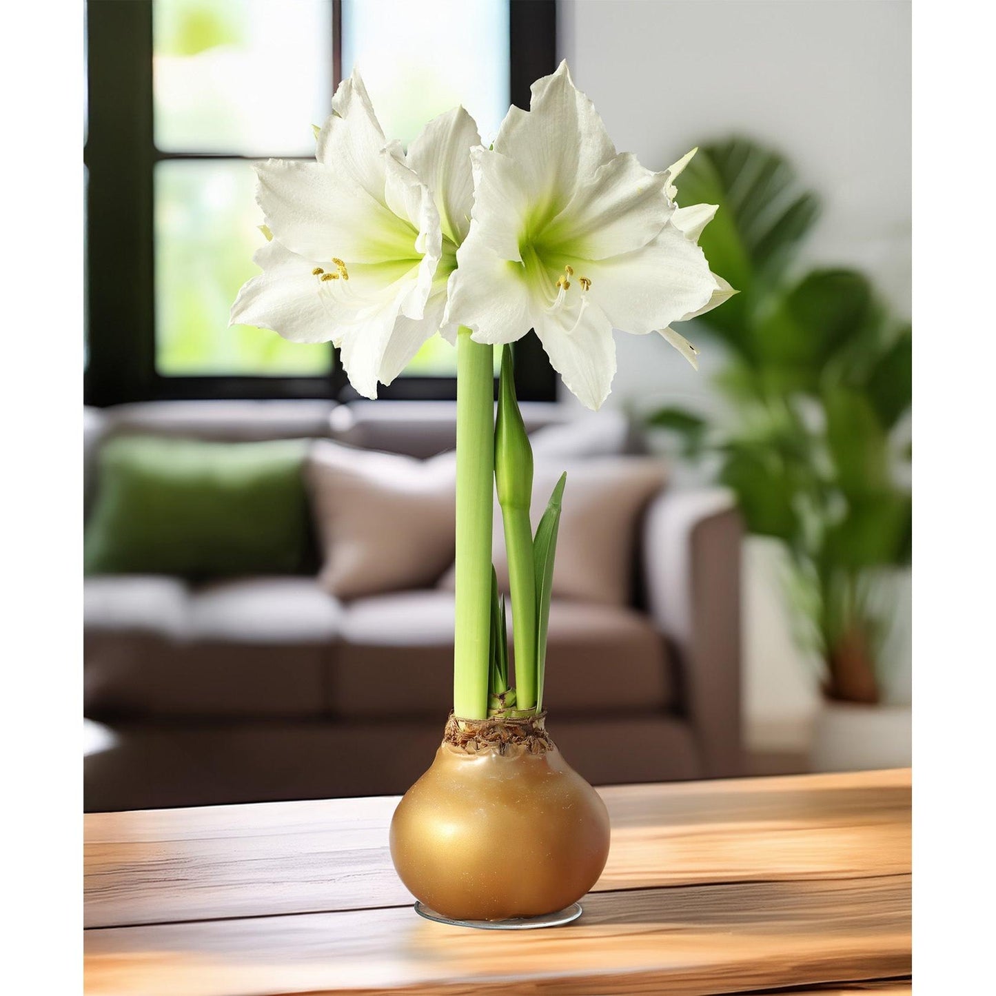 Gold Waxed Amaryllis with White Flower