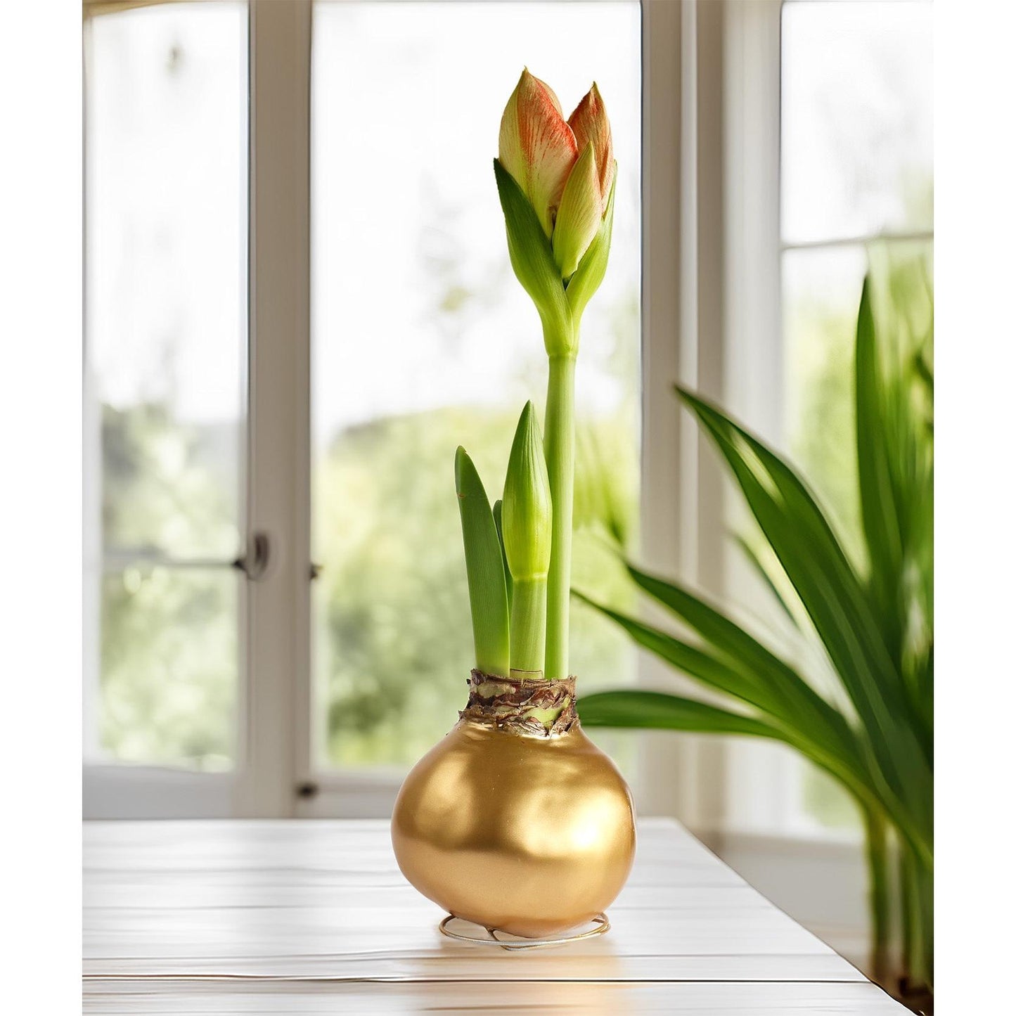 Gold Waxed Amaryllis with Red Flower