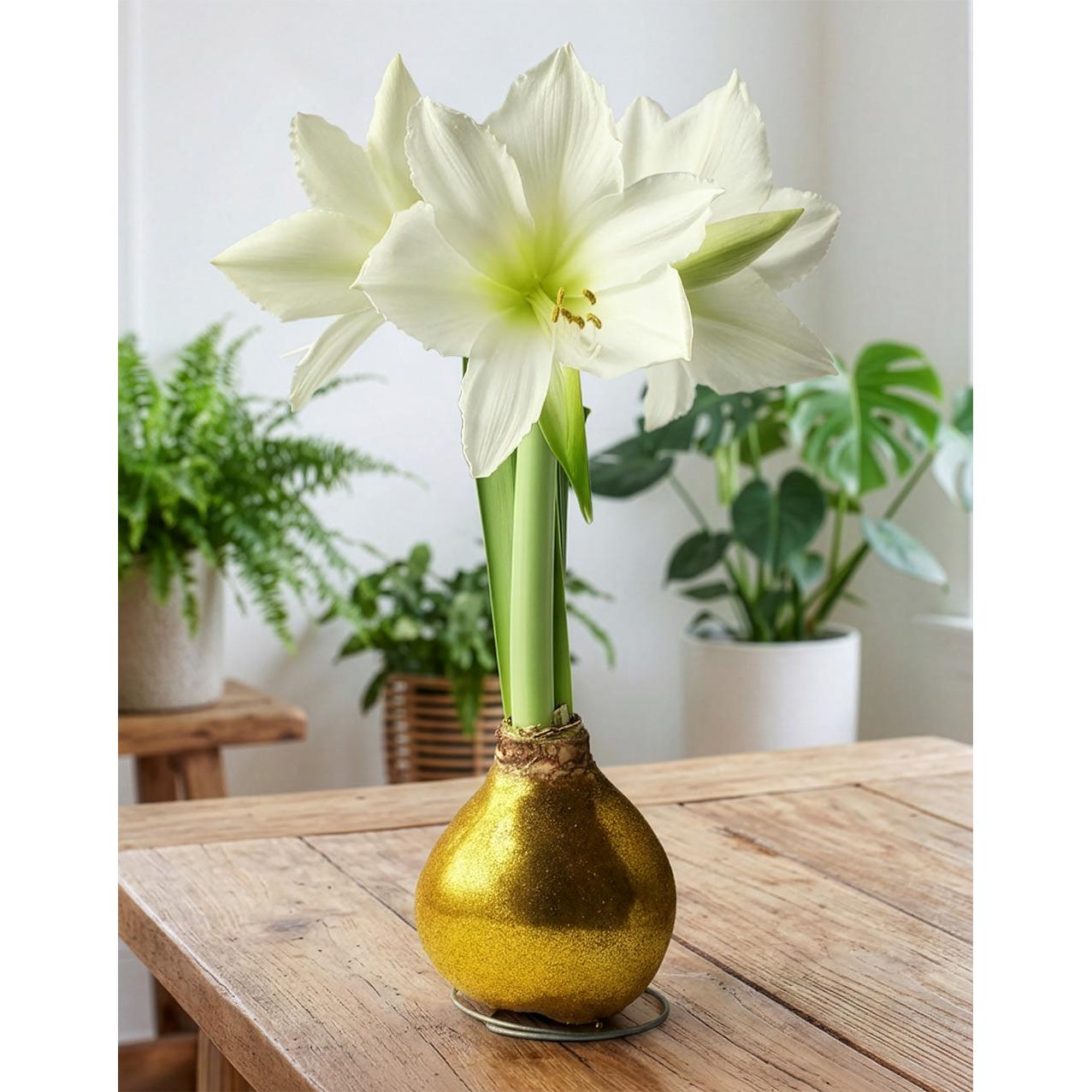 Gold Glitter Waxed Amaryllis with White Flower