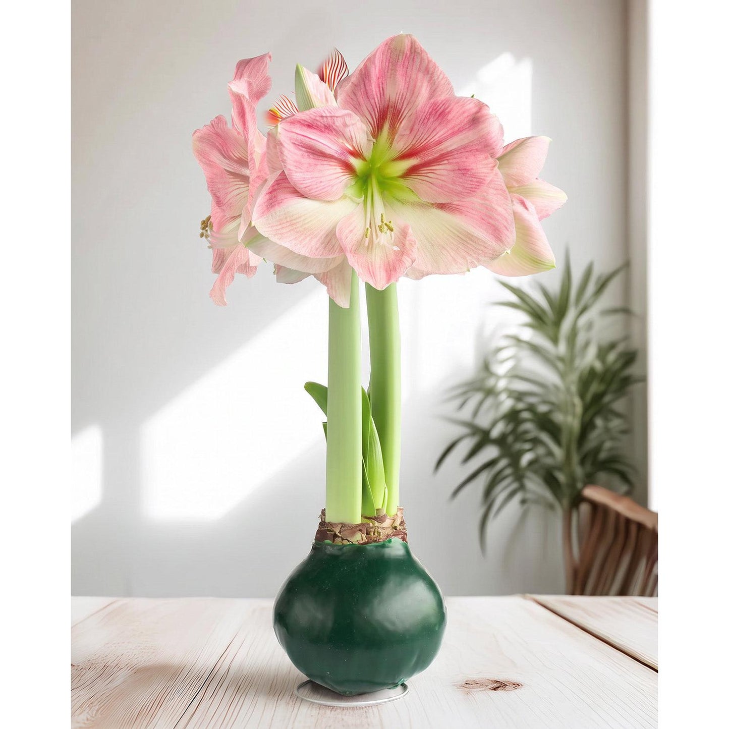 Green Waxed Amaryllis with Pink Flower