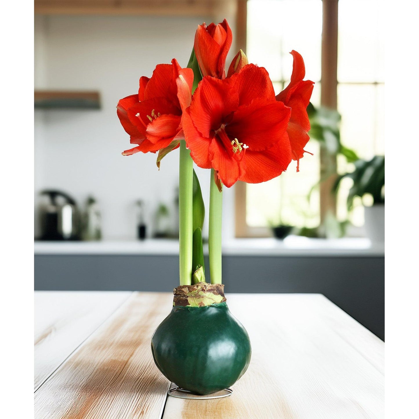 Green Waxed Amaryllis Bulb with Red Flower