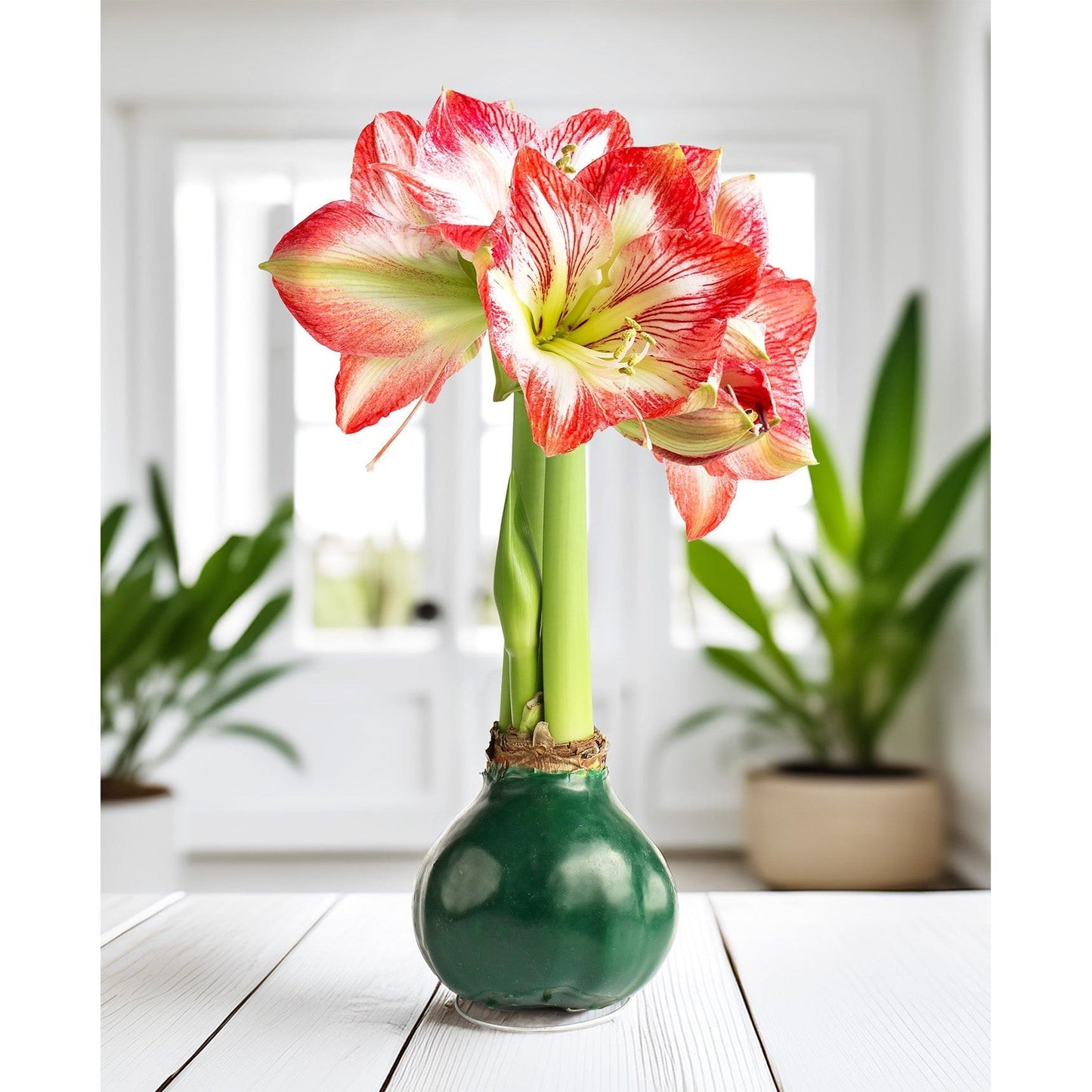 Green Waxed Amaryllis with Red and White Striped Flower