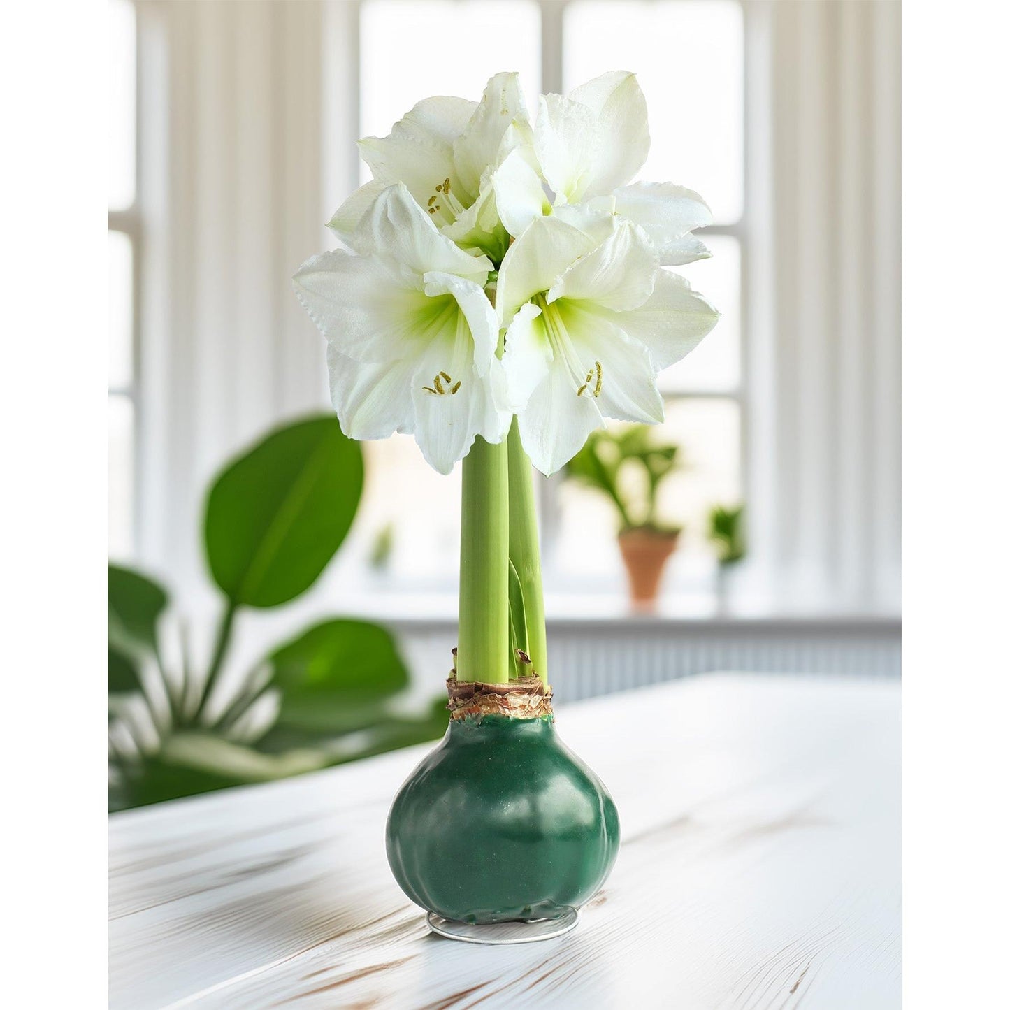 Green Waxed Amaryllis Bulb with White Flower