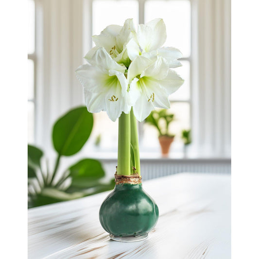 Green Waxed Amaryllis Bulb with White Flower