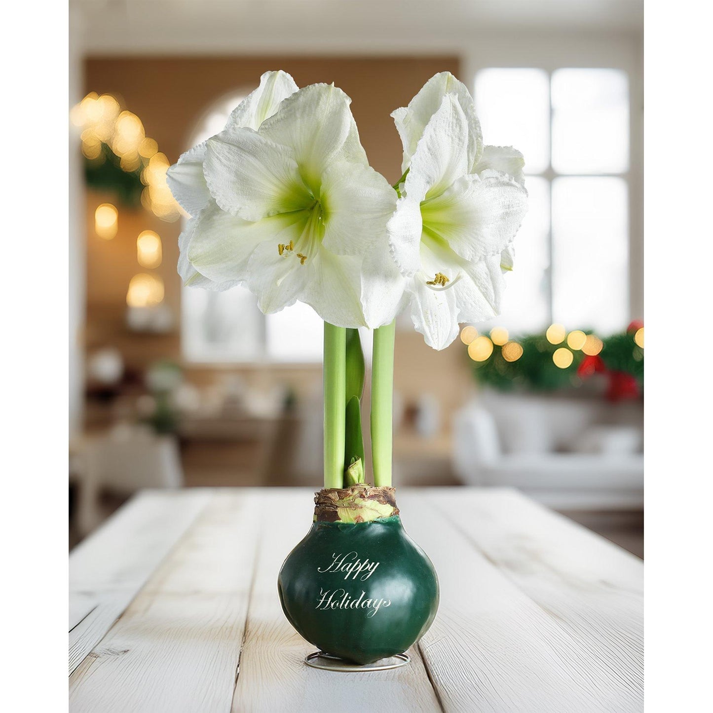"Happy Holidays" Green Waxed Amaryllis with White Flower