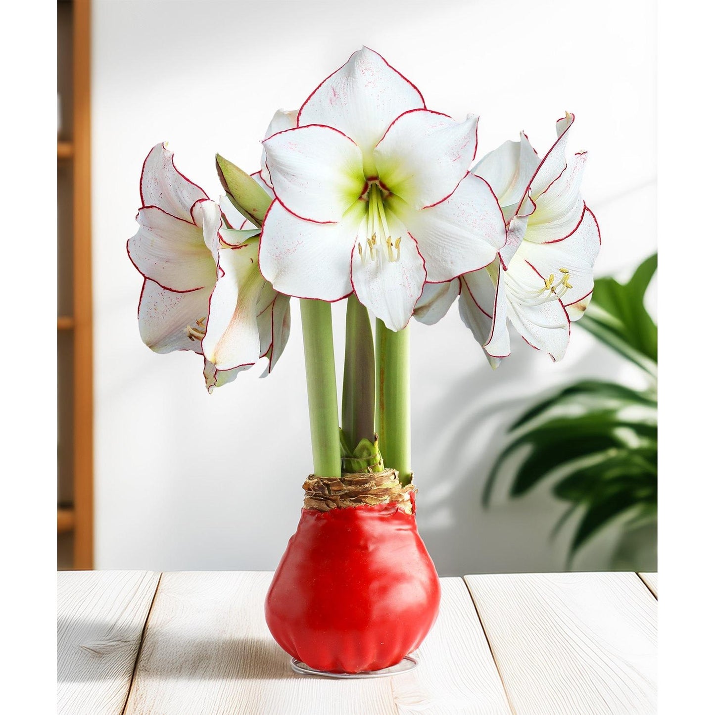 Red Waxed Amaryllis with Picasso Flower