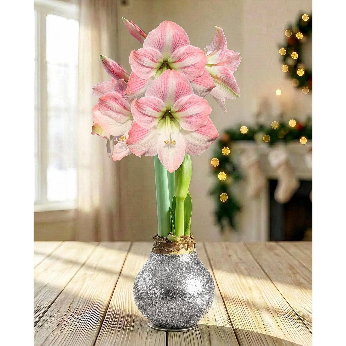Silver Glitter Waxed Amaryllis with Pink Flower