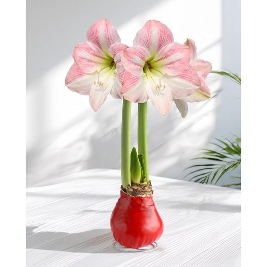 Red Waxed Amaryllis with Pink Flower