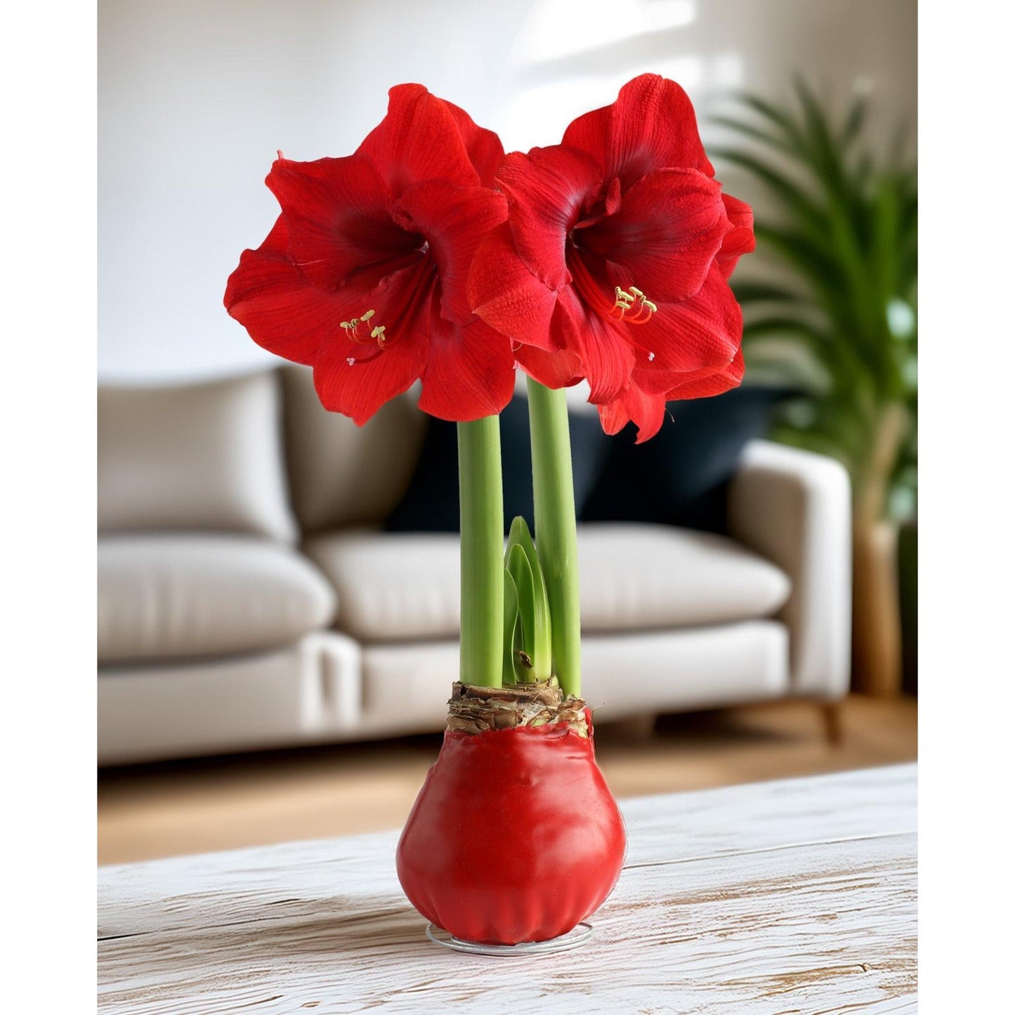 Red Waxed Amaryllis Bulb with Red Flower