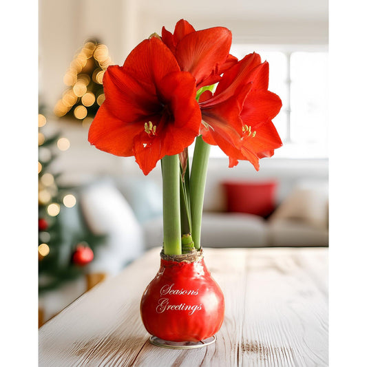 "Season's Greetings" Red Waxed Amaryllis Bulb with Red Flower