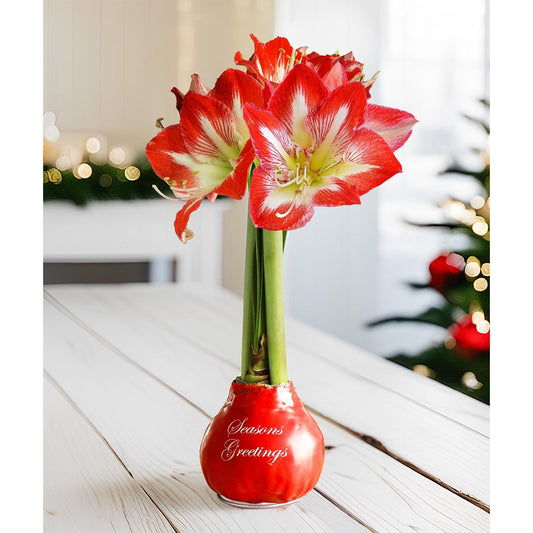 "Season's Greetings" Red Waxed Amaryllis with Red and White Striped Flower