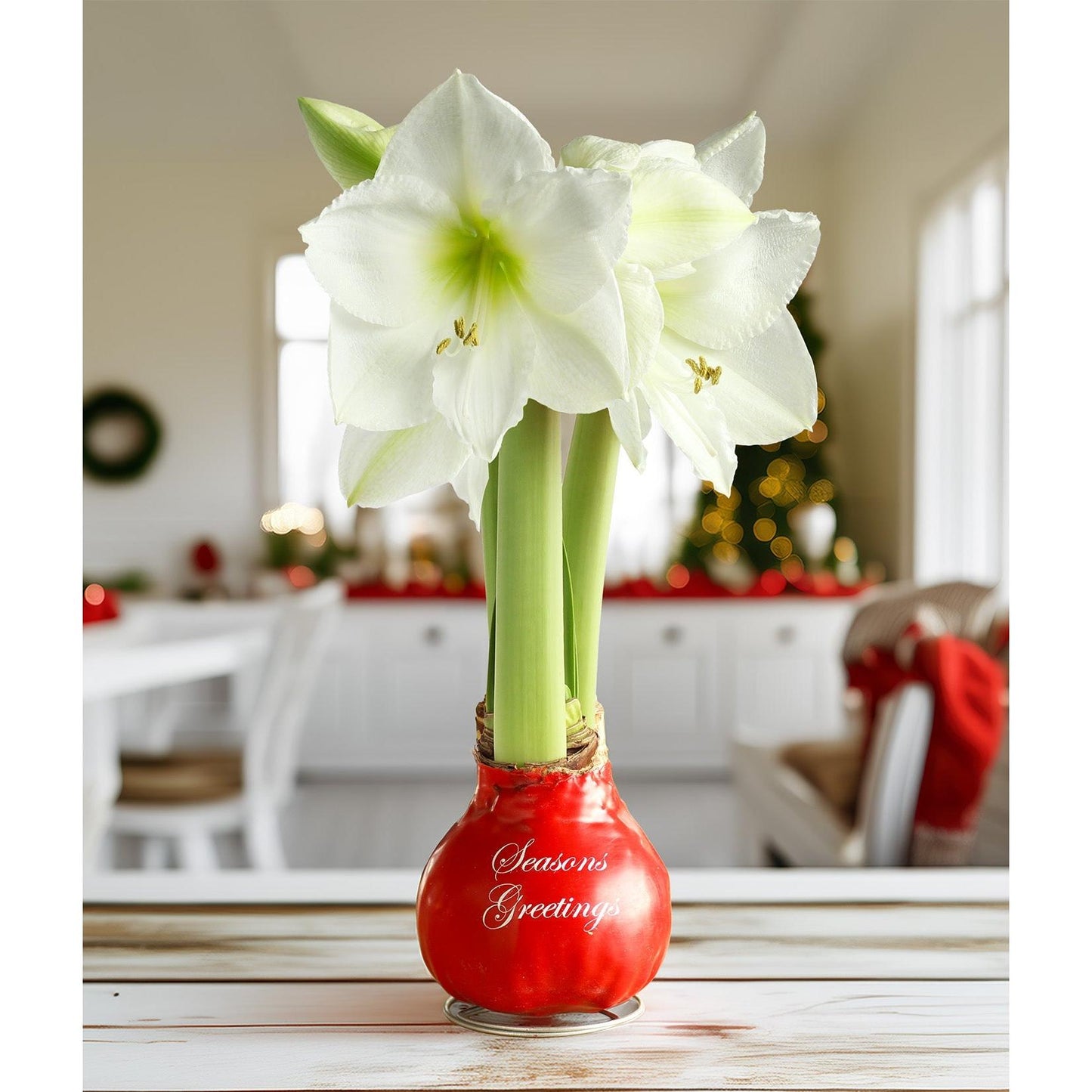 "Season's Greetings" Red Waxed Amaryllis with White Flower