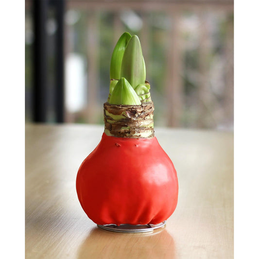 Red Waxed Amaryllis with Pink Flower