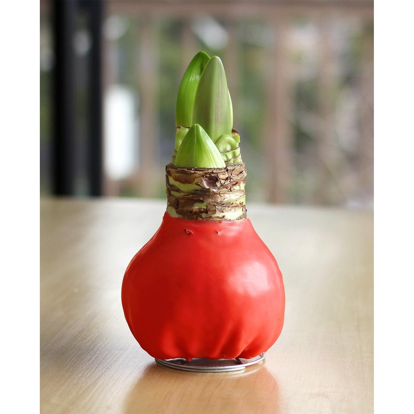 Red Waxed Amaryllis Bulb with Red and White Striped Flower