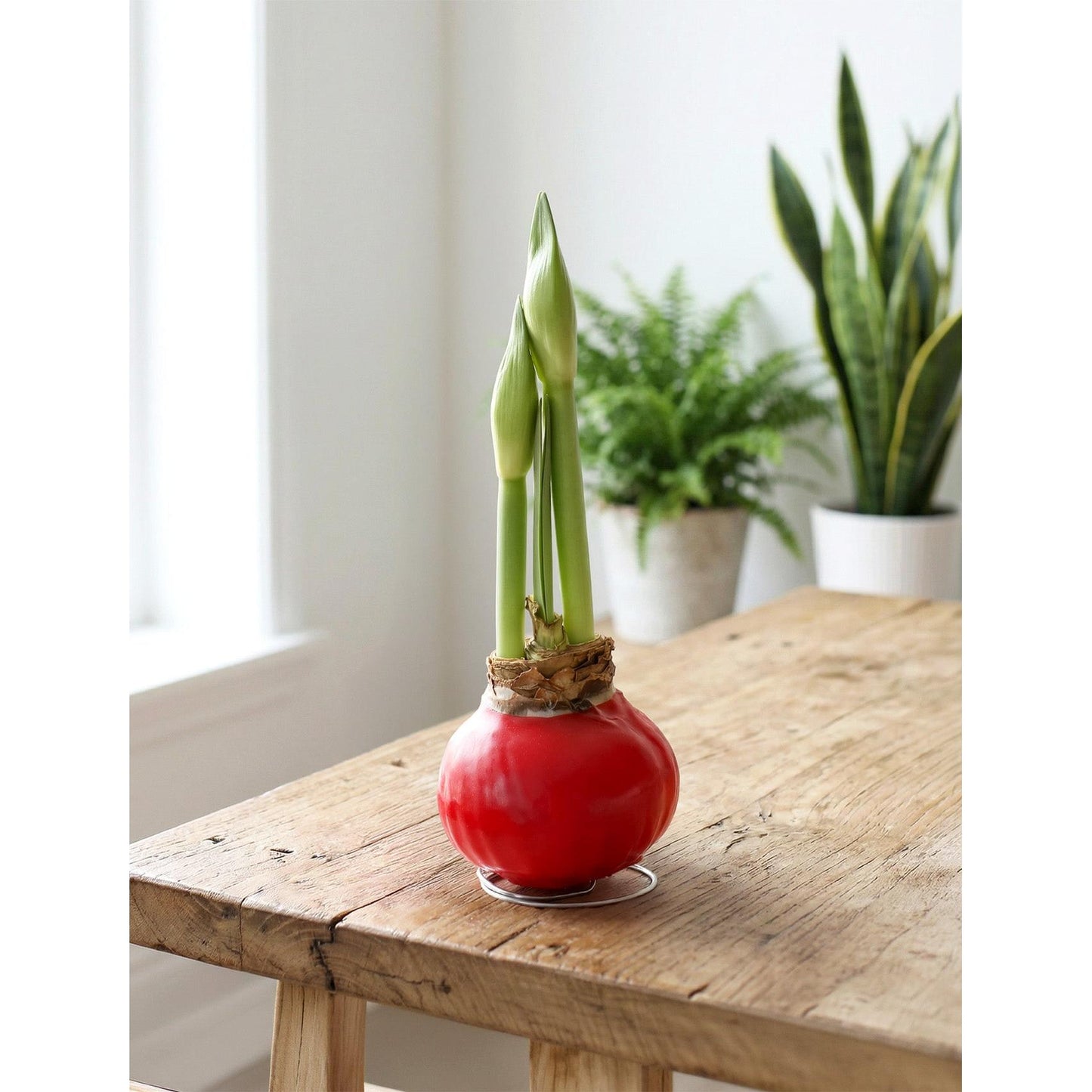 Red Waxed Amaryllis with Pink Flower