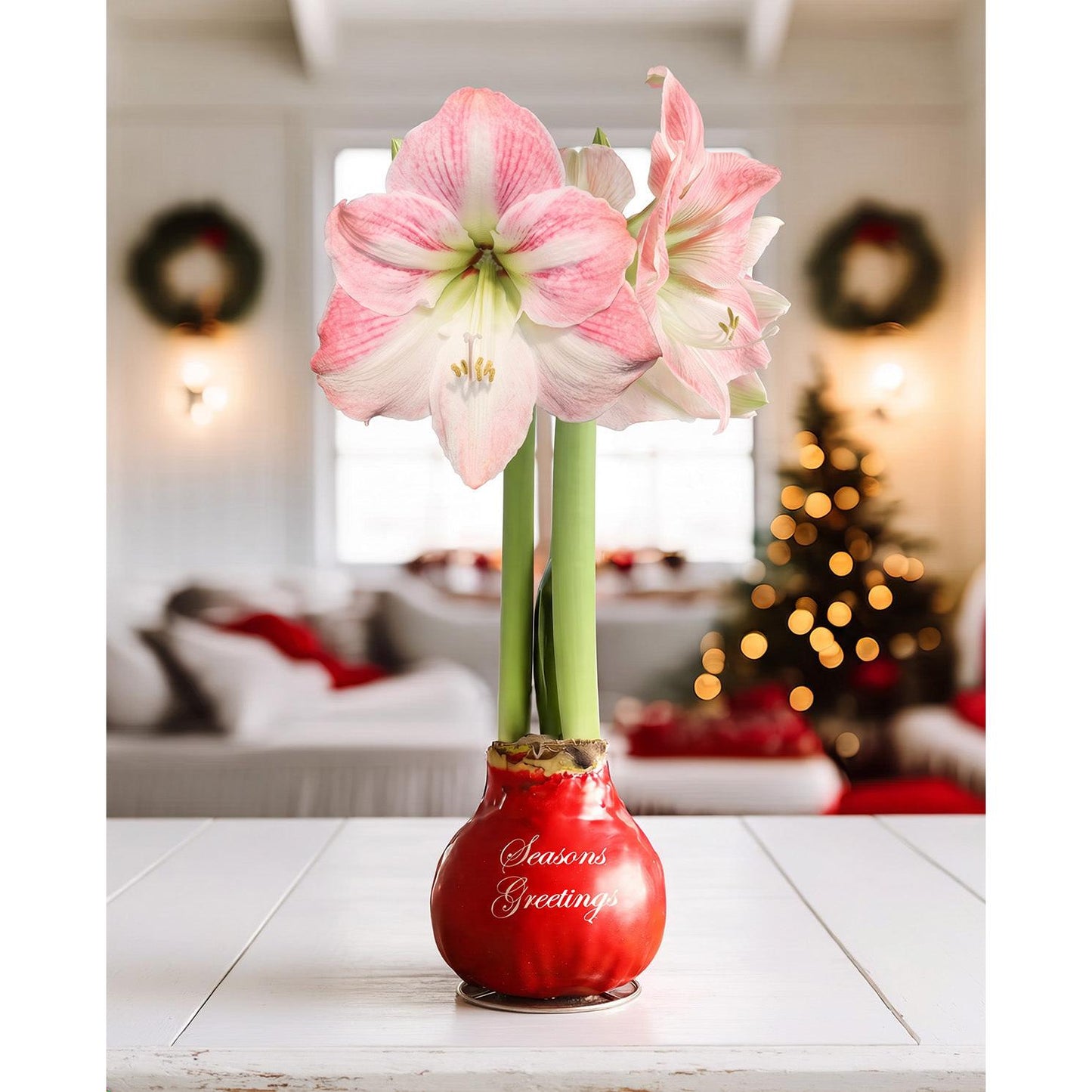 "Season's Greetings" Red Waxed Amaryllis Bulb with Pink Flower