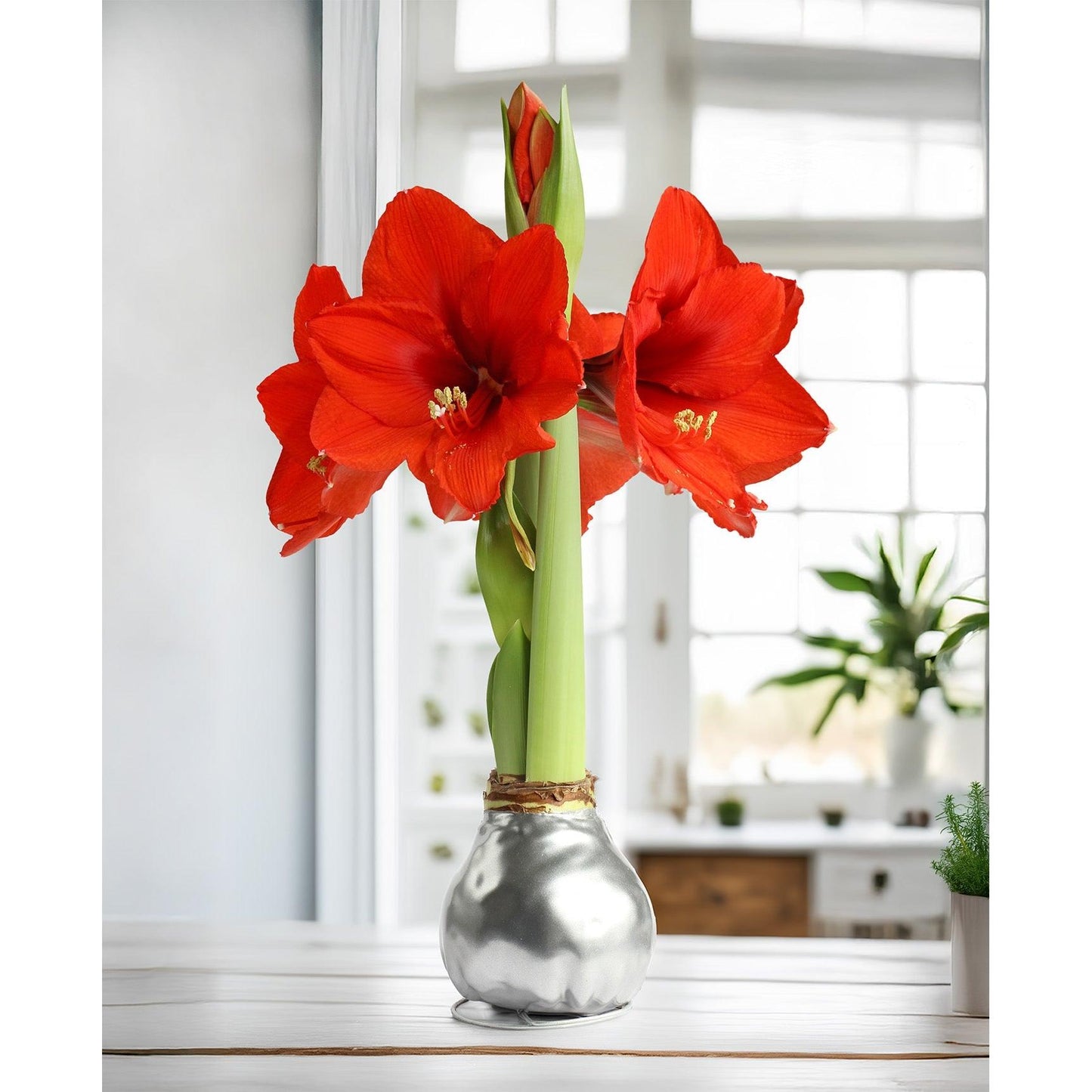 Silver Waxed Amaryllis with Red Flower