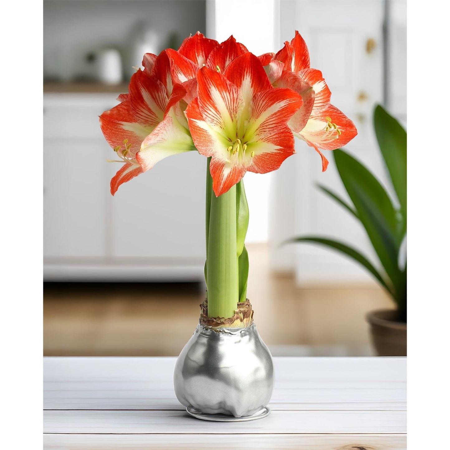 Silver Waxed Amaryllis with Red and White Striped Flower