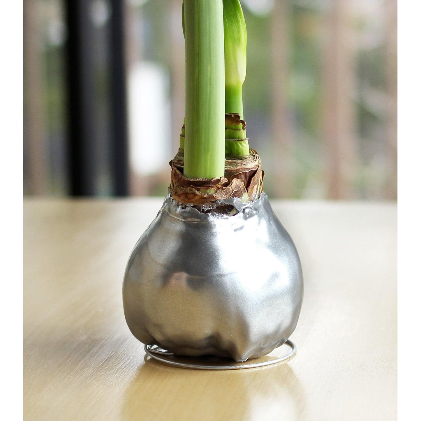 Silver Waxed Amaryllis with Red and White Striped Flower