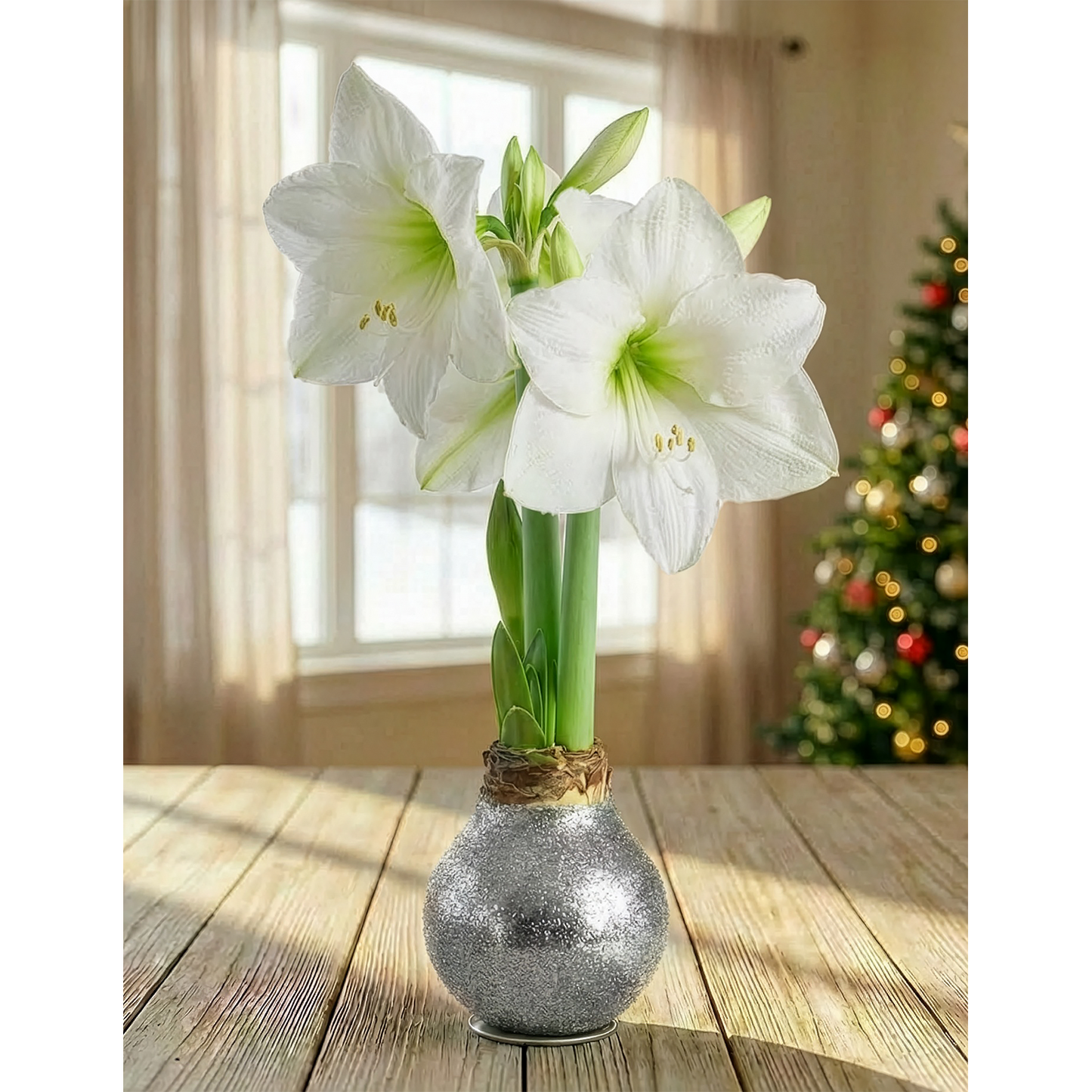 Silver Glitter Waxed Amaryllis with White Flower