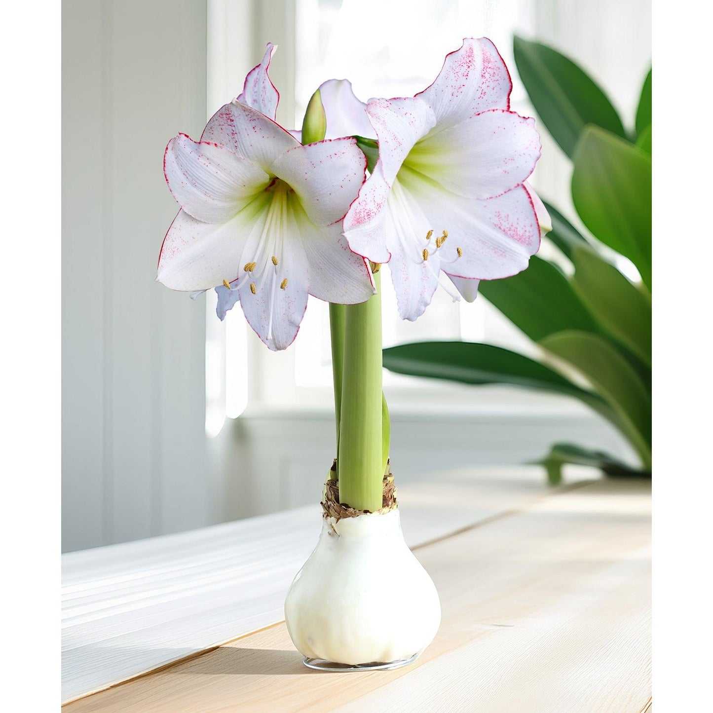 White Waxed Amaryllis with Picasso Flower