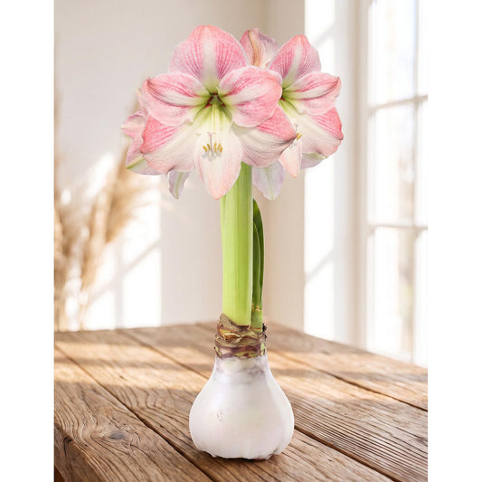 White Waxed Amaryllis with Pink Flower