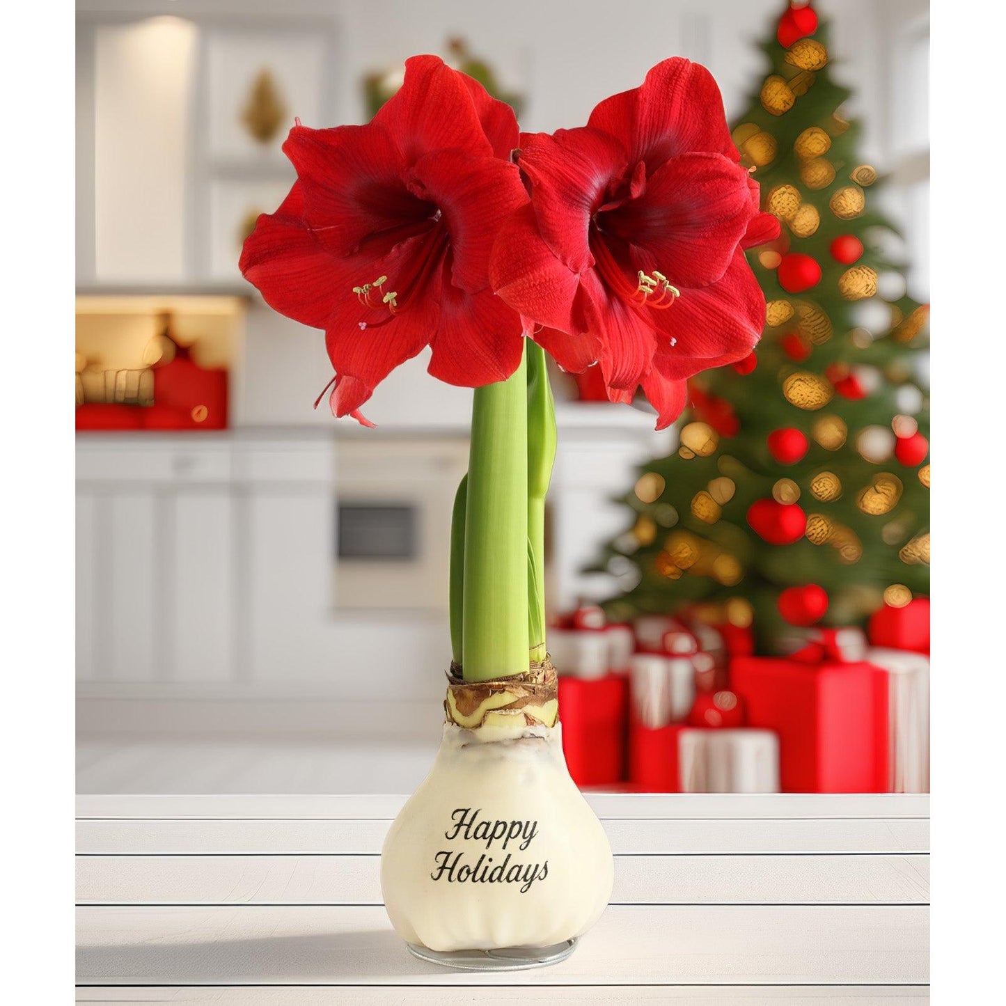 "Happy Holidays" White Waxed Amaryllis with Red Flower