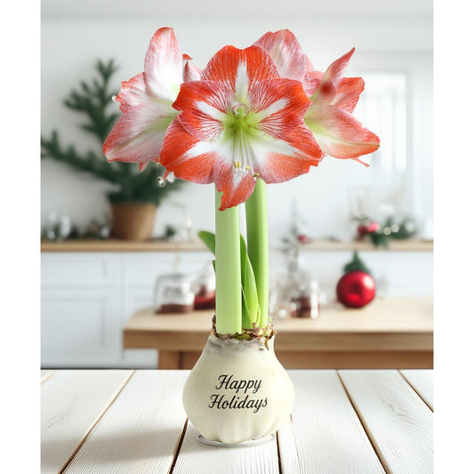 "Happy Holidays" White Waxed Amaryllis with Red and White Striped Flower