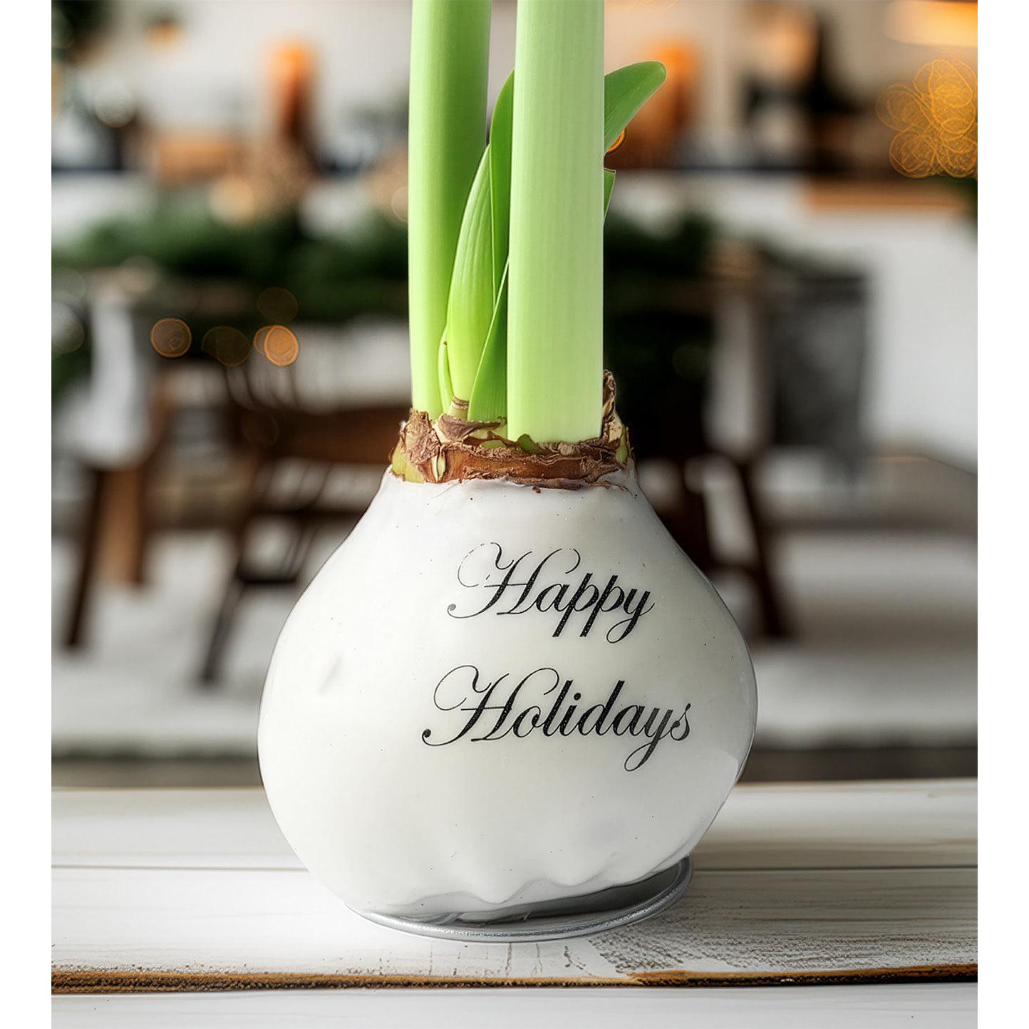 "Happy Holidays" White Waxed Amaryllis with Red Flower
