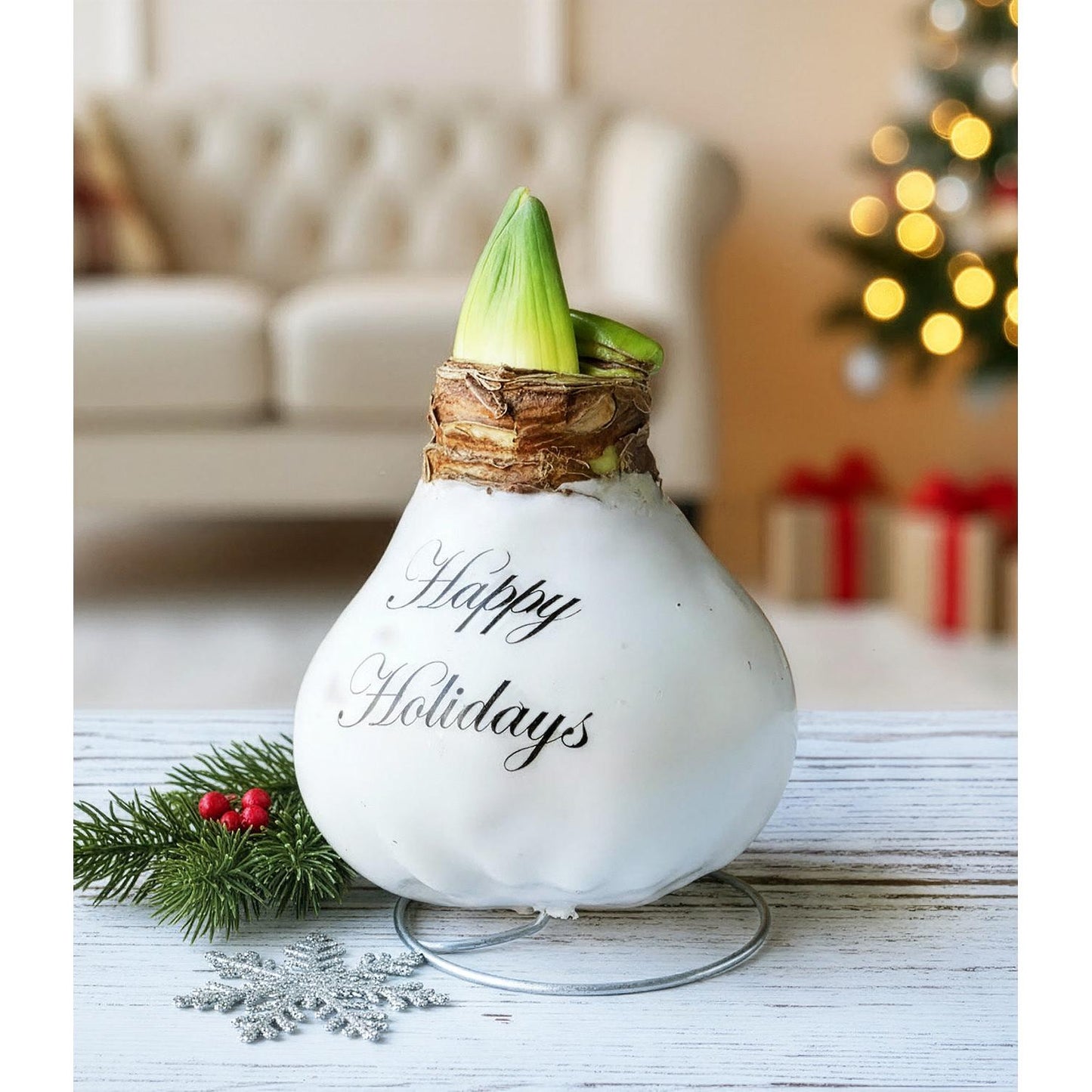 "Happy Holidays" White Waxed Amaryllis with Pink Flower