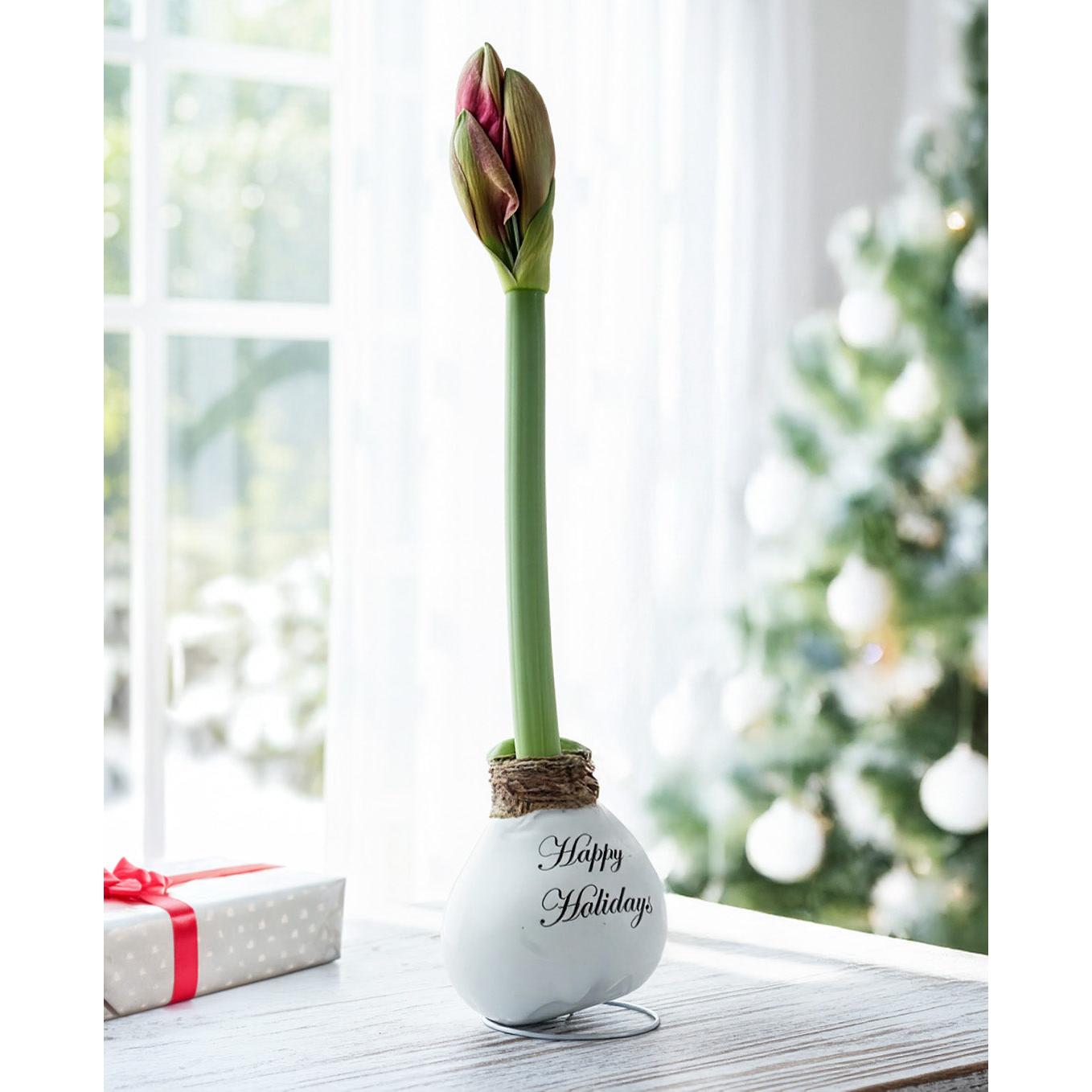 "Happy Holidays" White Waxed Amaryllis with Pink Flower