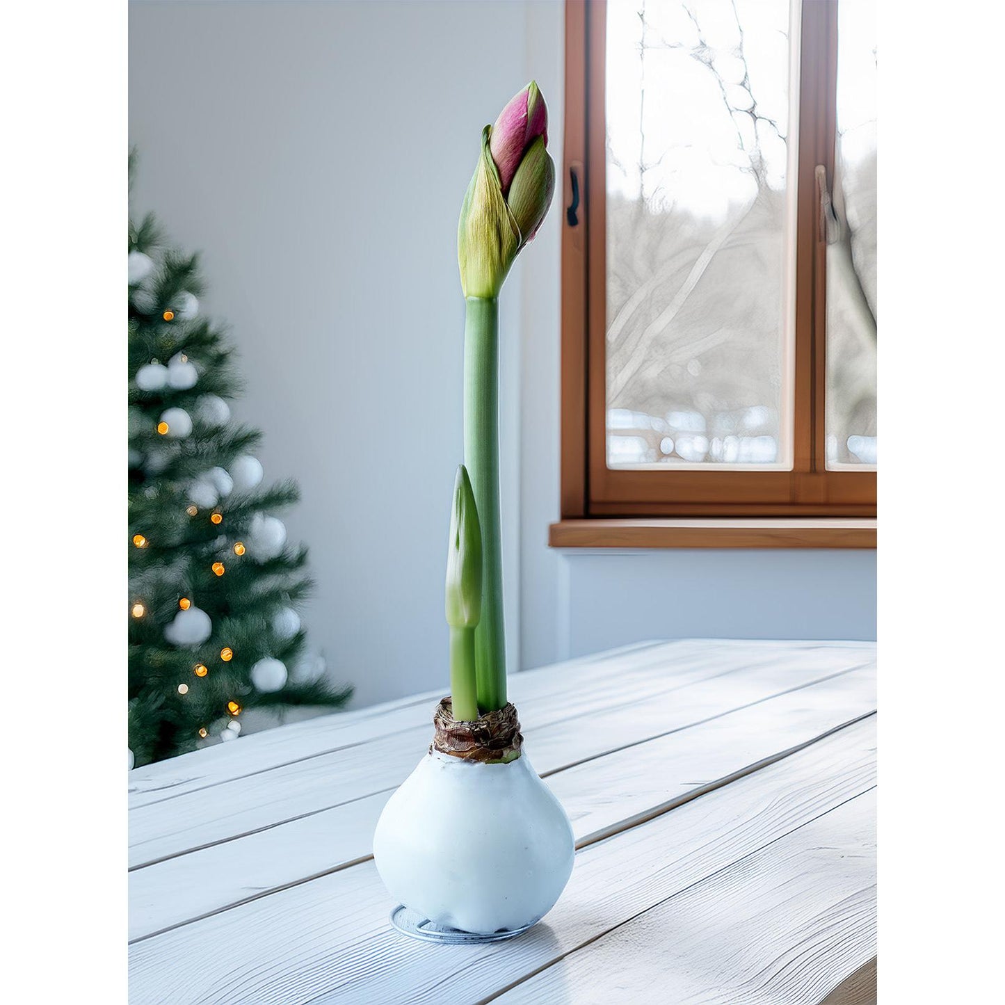 White Waxed Amaryllis Bulb with Red and White Striped Flower