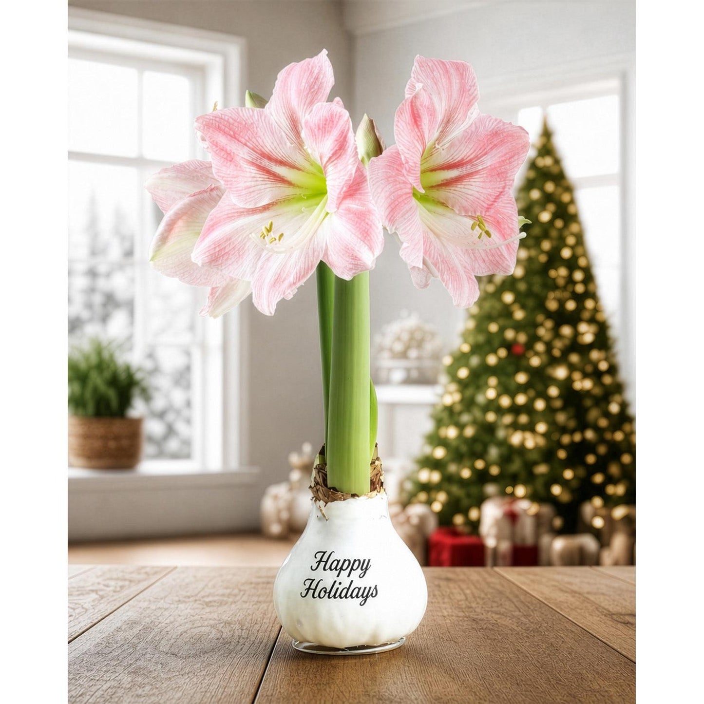 "Happy Holidays" White Waxed Amaryllis with Pink Flower